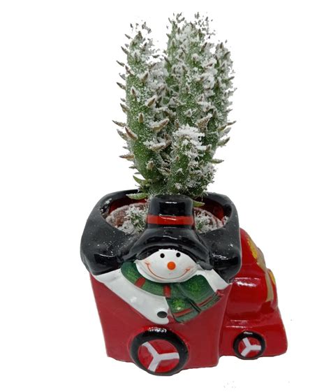 Кактуси. Купити кактус Доставка по Києву, Україні | Орхидс Арт