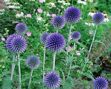 Мордовник / Многолетники / Энциклопедия растений / FloraPedia.ru ...