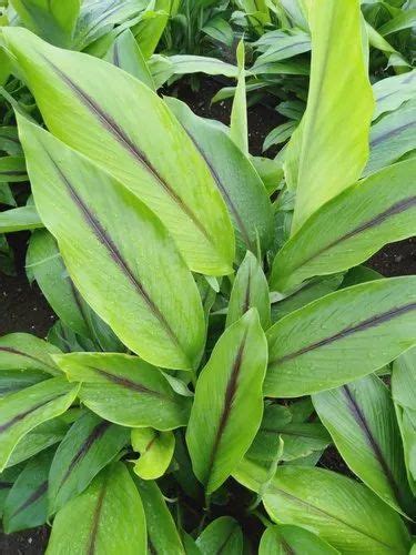 Pokok Kunyit Hitam India Karumanjal Lazada