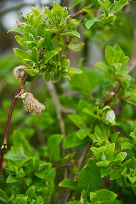 WILLOW WEEPING PUSSY For Sale In Boulder Colorado