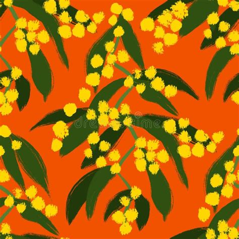 australian wattle flower stock illustrations  australian wattle