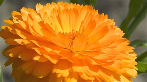 Calendula Officinalis Ball S Orange YouTube