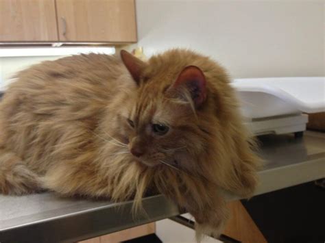 Baylis Animal Hospital Ortonville Mi Nextdoor