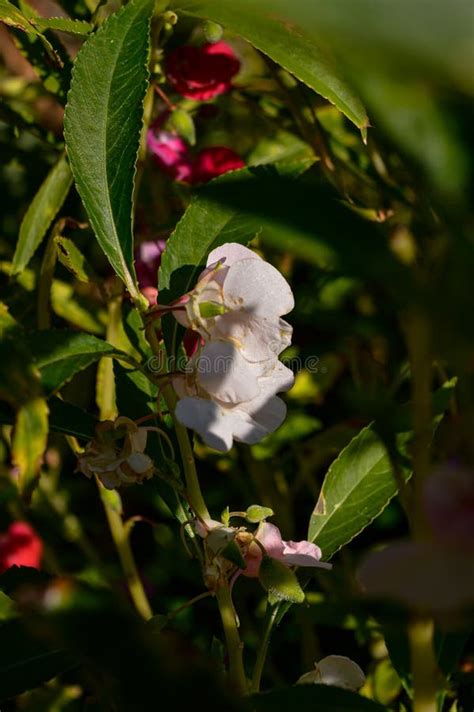 Himalayan Balsam Is A Large Annual Plant Native To The Himalayas Stock