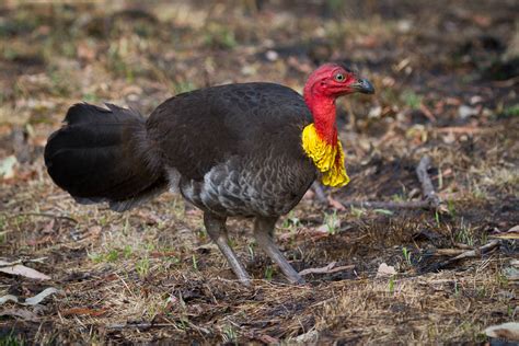Australian Brush Turkey Lirralirra