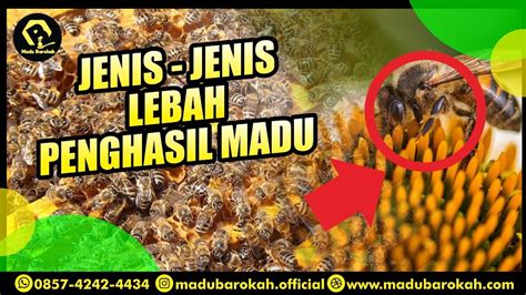 Jenis Jenis Lebah Penghasil Madu Youtube