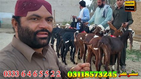 Pure Beetal Amratsari Praignint Goats At Bismillah Goat Farm Goat