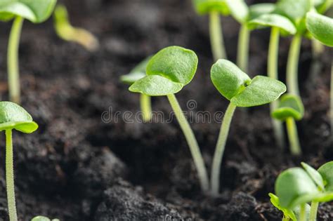 Los Brotes De La Albahaca Han Brotado En La Tierra Foto De Archivo