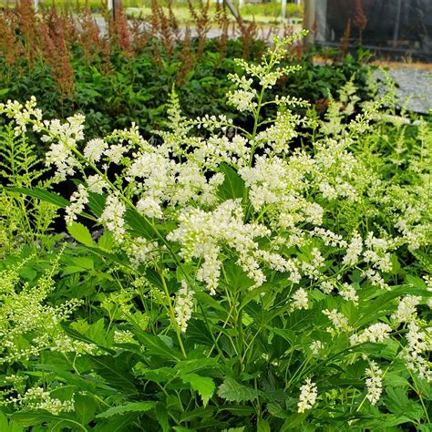 Astilbe X ‘bridal Veil Cavanos Perennials