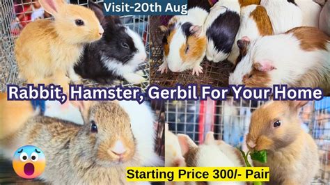 Recent Week Rabbit Hamster Gerbil Price Galiff Street Cheapest Pet