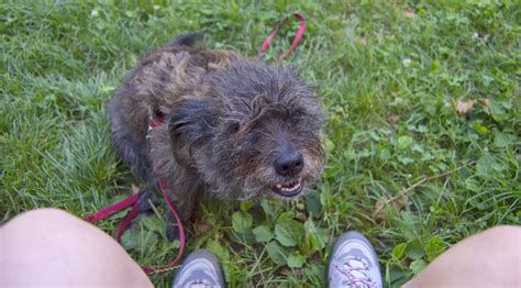 Apuesta Vueltas Y Vueltas Rechazado Mi Perro Lame Su Propio Pis Salvaje