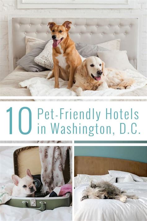 10 Dog Friendly Hotels Washington DC for Traveling Pets