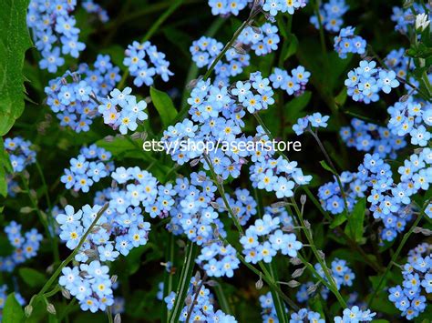 100 Maritima Wonderland Alyssum Blue Lobularia Flower Seeds | Etsy