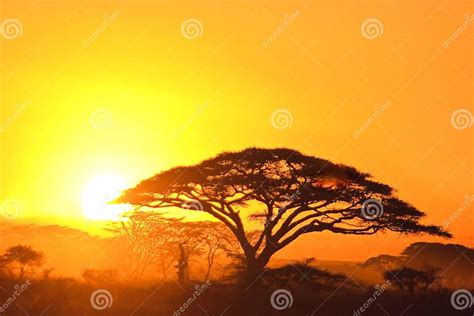 Sunset in the serengeti stock photo. Image of sunrise - 10375400