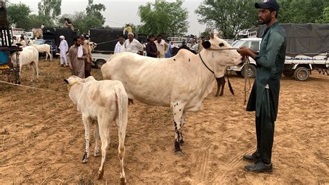 Domail Mandi Tahli Adda Fateh Jang Latest Update Ll Dhani Cows Ll