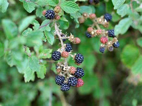 Wild Blackberry Identification Learn About Growing Wild Blackberries