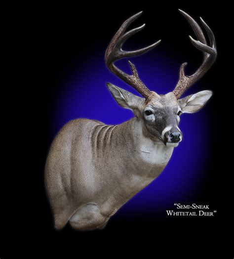 Whitetail Deer Mount, Whitetail Deer Taxidermy