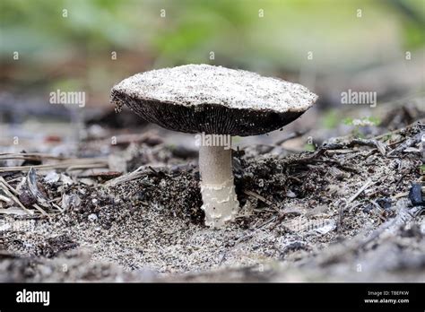 Agaricus Devoniensis Hi Res Stock Photography And Images Alamy