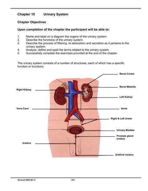 Chapter Urinary System