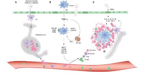 A Schematic Model For Granuloma Formation In Pulmonary Sarcoidosis An