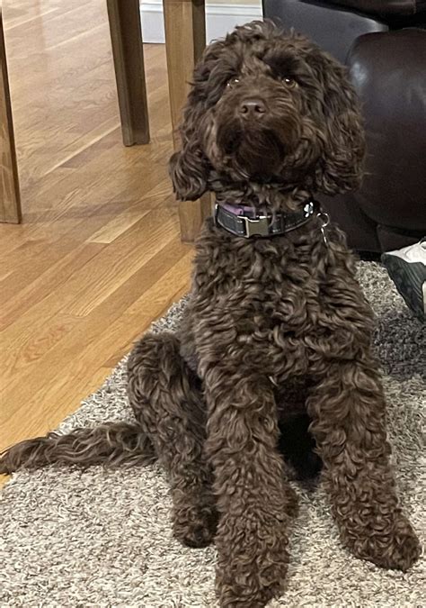Miniature Australian Labradoodle - Stud Dog in Barnstable county