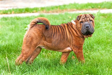 21 Adorable Shar Pei Mixes You Need To Know