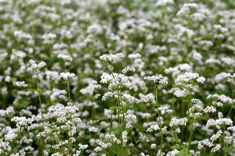 Buckwheat Johnston Seed Company