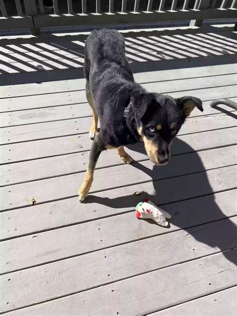 Dog adoption in Duluth, GA 30096: Husky mix Dog "Jefe"
