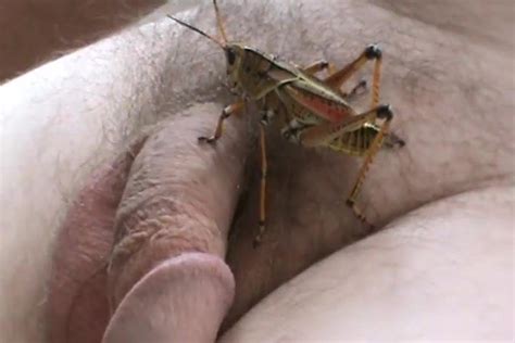 Fly On My Cock Make Me Cumming Gay Amateur Amateur Porn XHamster