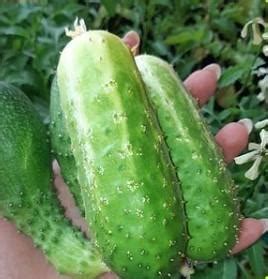 Огірок "Теща F1" ТМ "Весна" 0.2г купити поштою в Одесі, Києві, Україні ...