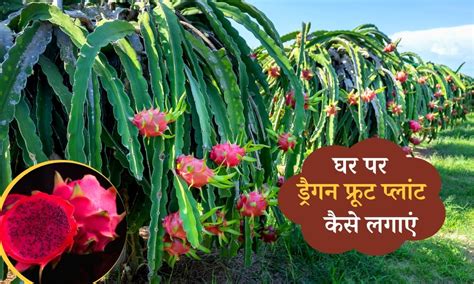 घर पर ड्रैगन फ्रूट कैसे उगाएं How To Grow Dragon Fruit Plant