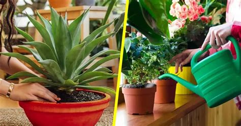 5 Consejos Más Importantes Para Cuidar Tus Plantas De Interior Para No