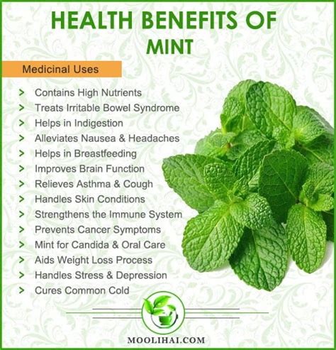 Science Backed Health Benefits Of Mentha Aka Menthol