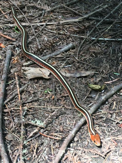 California red-sided Garter Snake – Mendonoma Sightings