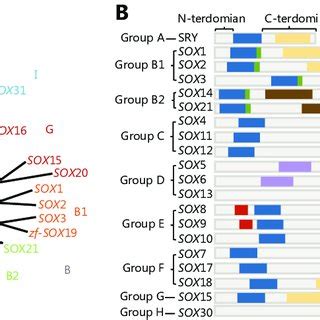 PDF Sex Determining Region Y Box Containing Genes Regulators And Biomarkers In Gynecological