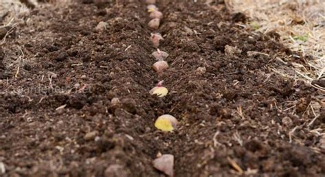 Картофель Вектор: описание и характеристики, особенности посадки и ...