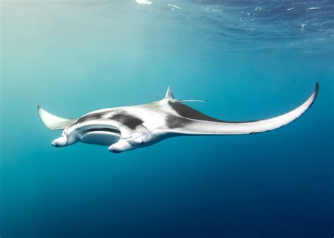 Fact File: Manta ray (Mobula alfredi, Mobula birostris) - Australian