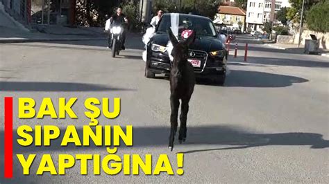Bak şu Sıpanın Yaptığına Afyon Haber Odak Gazetesi Son Dakika