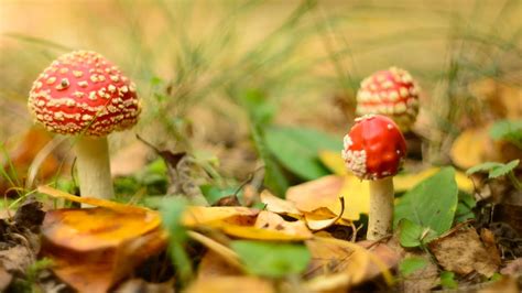 Макросьемка на плёночный объектив МС Гелиос 77М-4 - YouTube