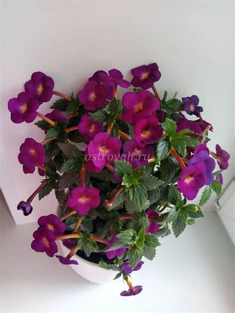 Genesis ахименес (58 фото) - фото - картинки и рисунки: скачать бесплатно