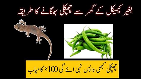 Ghar Se Chipkali Bhagane Ka Tarika Get Rid Of Lizards At Home Tips