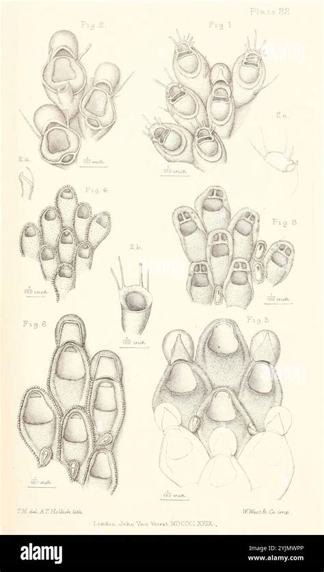 toe morphology  res stock photography  images alamy