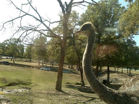 Ostrich Animal Free Stock Photo Public Domain Pictures