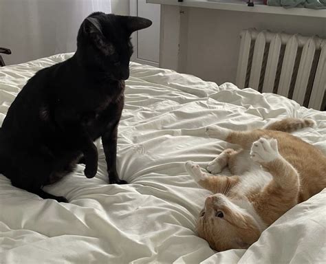 Парные коты | Пикабу