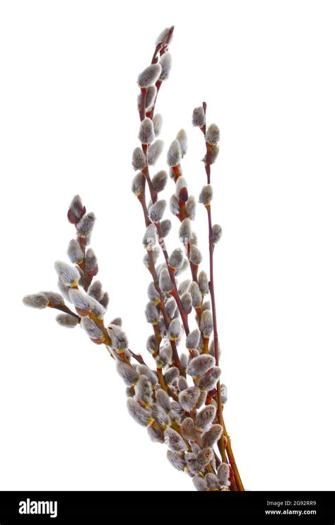Pussy Willow Twigs Isolated On White Stock Photo Alamy