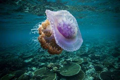 Медуза Цефея. Мальдивы. : korostelev — LiveJournal