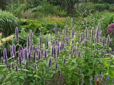 Agastache Foeniculum Wildstaudenzauber