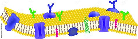 Phospholipid bilayers structure of cell membrane or cytoplasmic ...