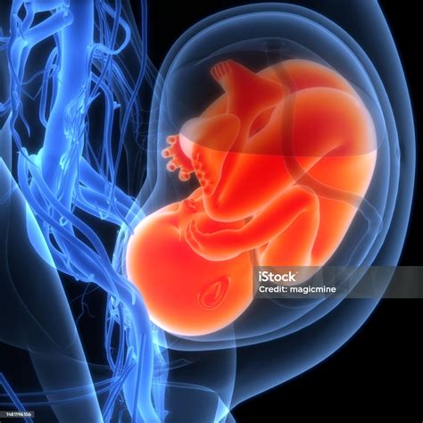 O Bebe Fica Dentro Do Utero - Foto de Bebê Feto Humano Em Anatomia Do Útero e mais fotos de stock de ...