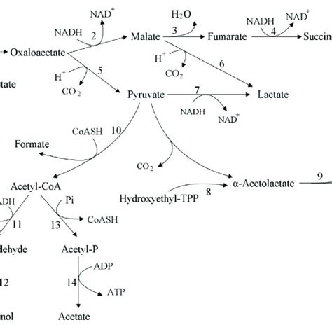 | Homolactic fermentation and heterolactic fermentation. Lactococcus ...